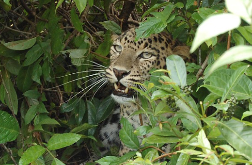 Leopard in mangalore